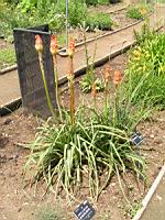 Kniphofia Uvaria (fam. Asphodelacees) (Afrique du Sud) (3) (Photo F. Mrugala)